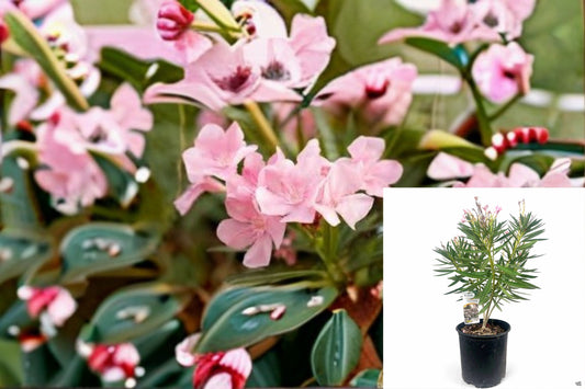 Petite Pink Oleander 1 Plant – Nerium oleander ‘Petite Pink’