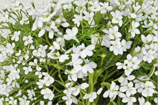 White Lobelia Live Plant – 3" Pot – Lobelia erinus Flowering Garden Plant