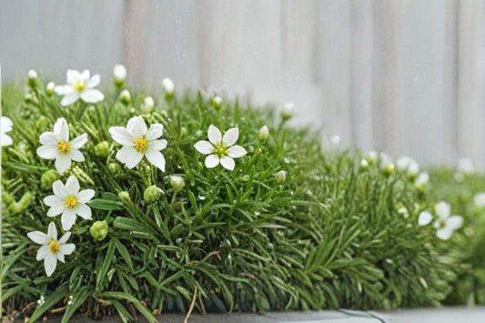 Irish Moss 1 Plant – Sagina subulata