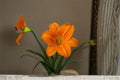 Orange Vols Daylily Live Plant – Bare Root Perennial Flower