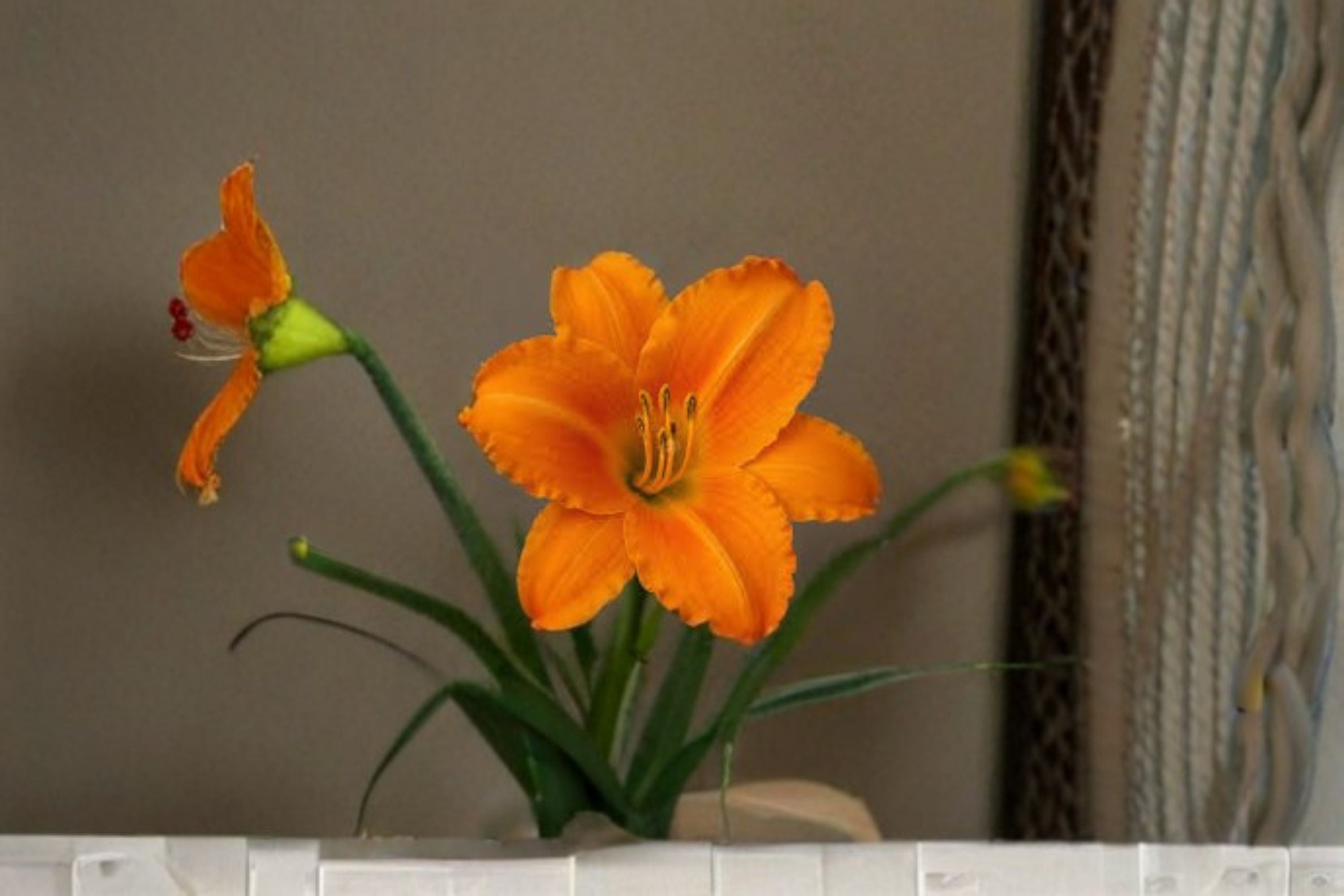 Orange Vols Daylily Live Plant – Bare Root Perennial Flower