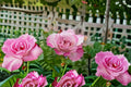 Bella Linda Fairy Rose Live Plant – Pink Fairy Garden Rose