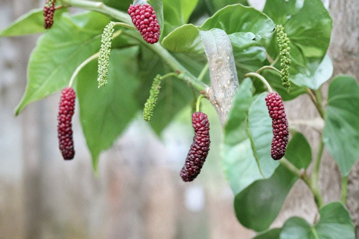 5 Pakistan Red Mulberry Cuttings | Fresh 4 Inch Live Cuttings | Mulberry Tree Propagation | Rooting or Grafting | Red Mulberry Plant