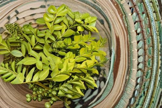 Golden Vicary Privet 1 Plant – Ligustrum x vicaryi