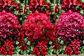 Crimson Bougainvillea 1 Cutting – Bougainvillea spectabilis