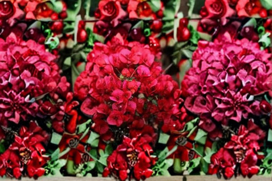 Crimson Bougainvillea 1 Cutting – Bougainvillea spectabilis