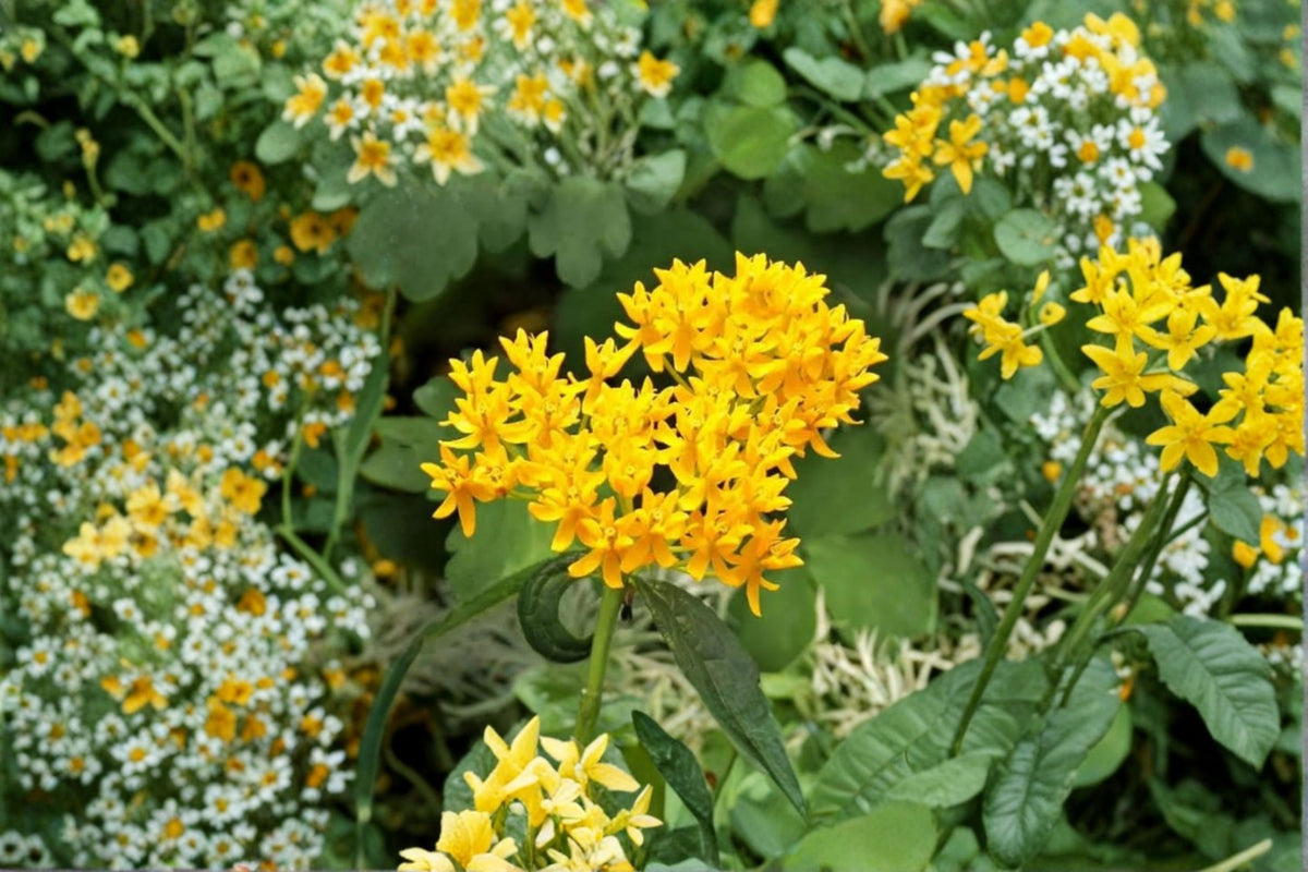 Yellow Milkweed Live Plants – 2 Pack – 3–6" Tall – Monarch Butterfly Garden Plant