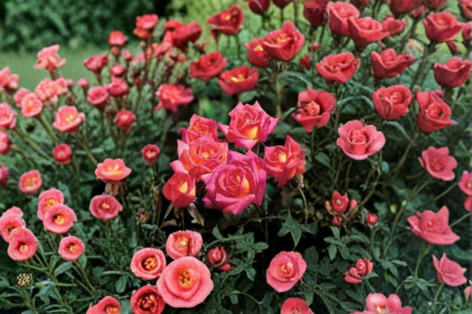 Hot Tamale Miniature Rose Live Plant – 4 Inch Pot – Multicolor Rose Bush