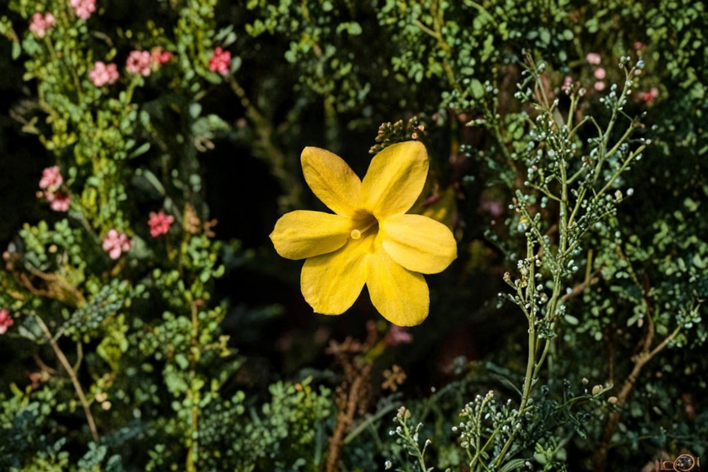 10 Winter Jasmine Live Stem Cuttings – 8–10" – Jasminum nudiflorum Unrooted Propagation