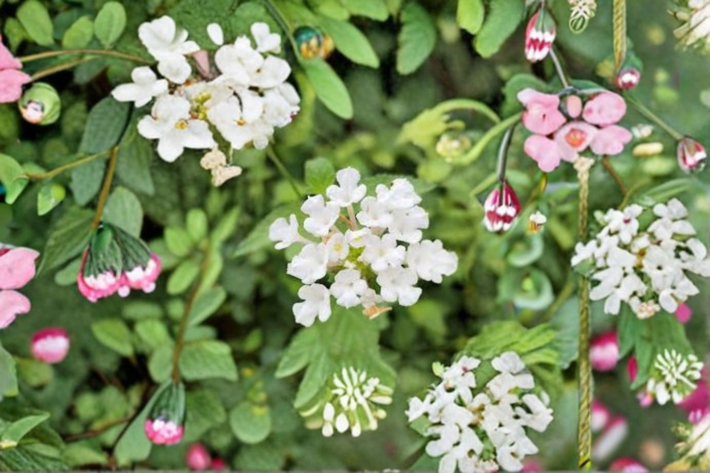 2 Live Trailing White Lantana Plants – 4–6 Inch Tall – Lantana camara