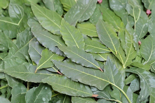Bay Leaf Tree 1 Live Plant – 4 Inches Tall, Rooted, No Pot – Laurus nobilis