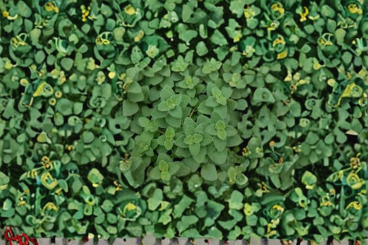 Hot & Spicy Oregano 1 Plant – Origanum vulgare