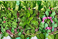 Broadleaf Plantain Live Plant Clump – Edible Plantago Herb