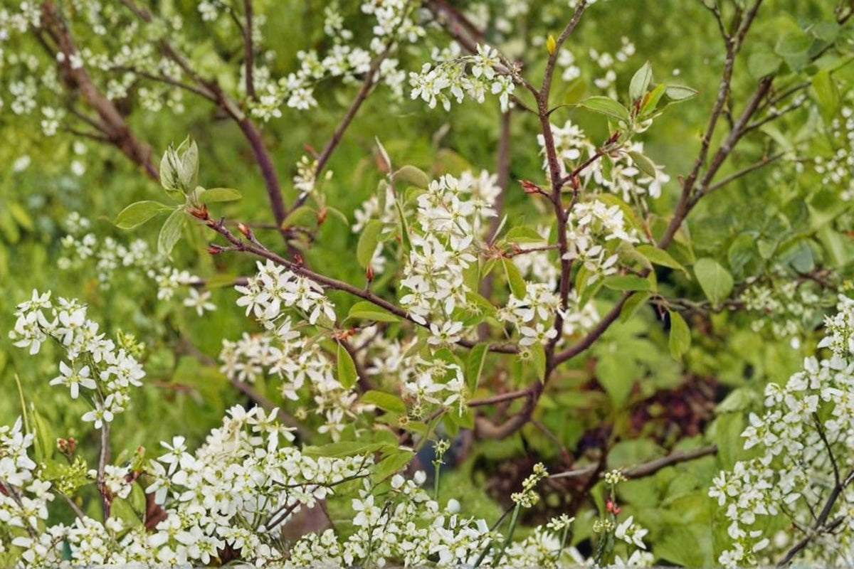 Serviceberry Tree Cuttings | 7 Fresh Unrooted Amelanchier Cuttings | 5–6 Inch Live Plant Cuttings | Edible Berry Tree | Plant Propagation