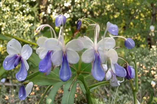 Blue Butterfly Clerodendrum Live Plant (5–7 Inches Tall) – Clerodendrum ugandense