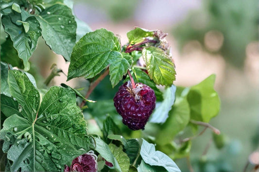 Glencoe Raspberry 2 Live Plants – 4–6 Inches Tall – Rubus idaeus