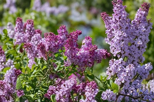Old Fashion Lilac Live Plant – 14–20" Tall – 5" Pot – Syringa vulgaris