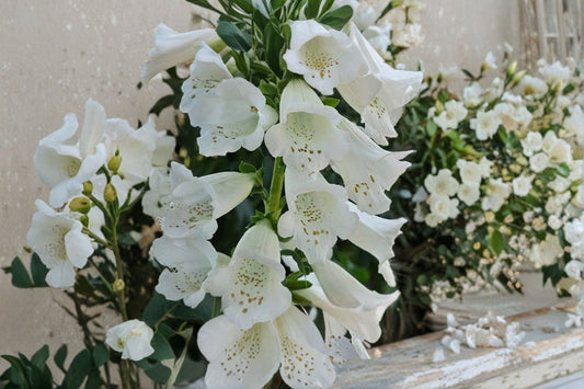 White Foxglove Live Plant – 3" Pot – Digitalis purpurea – White Flowers