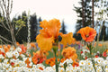 Coup de Soleil Iris Live Plant – Orange Bearded Iris Perennial