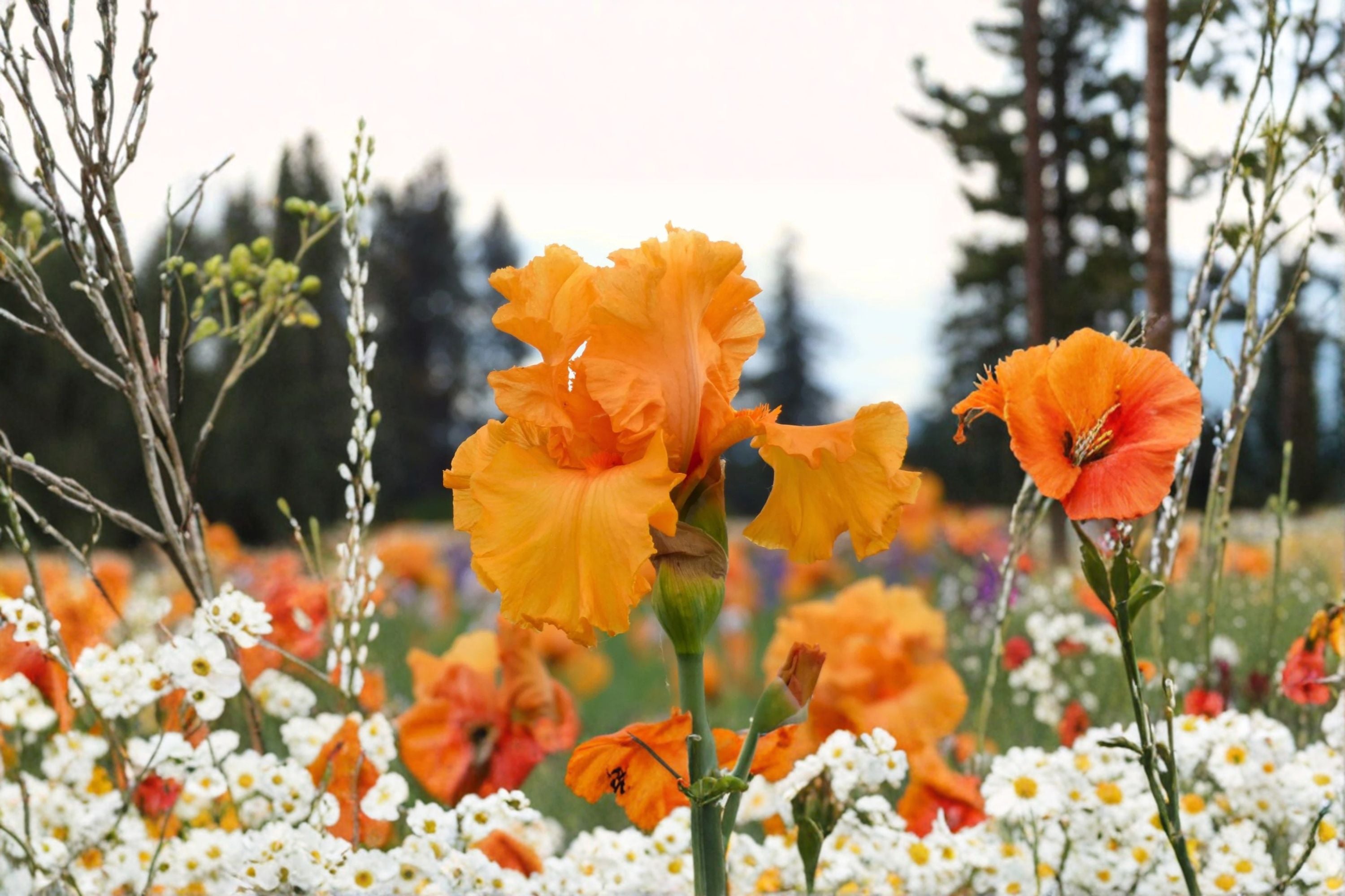 Coup de Soleil Iris Live Plant – Orange Bearded Iris Perennial
