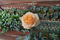 Peach Avalanche+ Rose Live Plant – Own Root Repeat Cut Rose