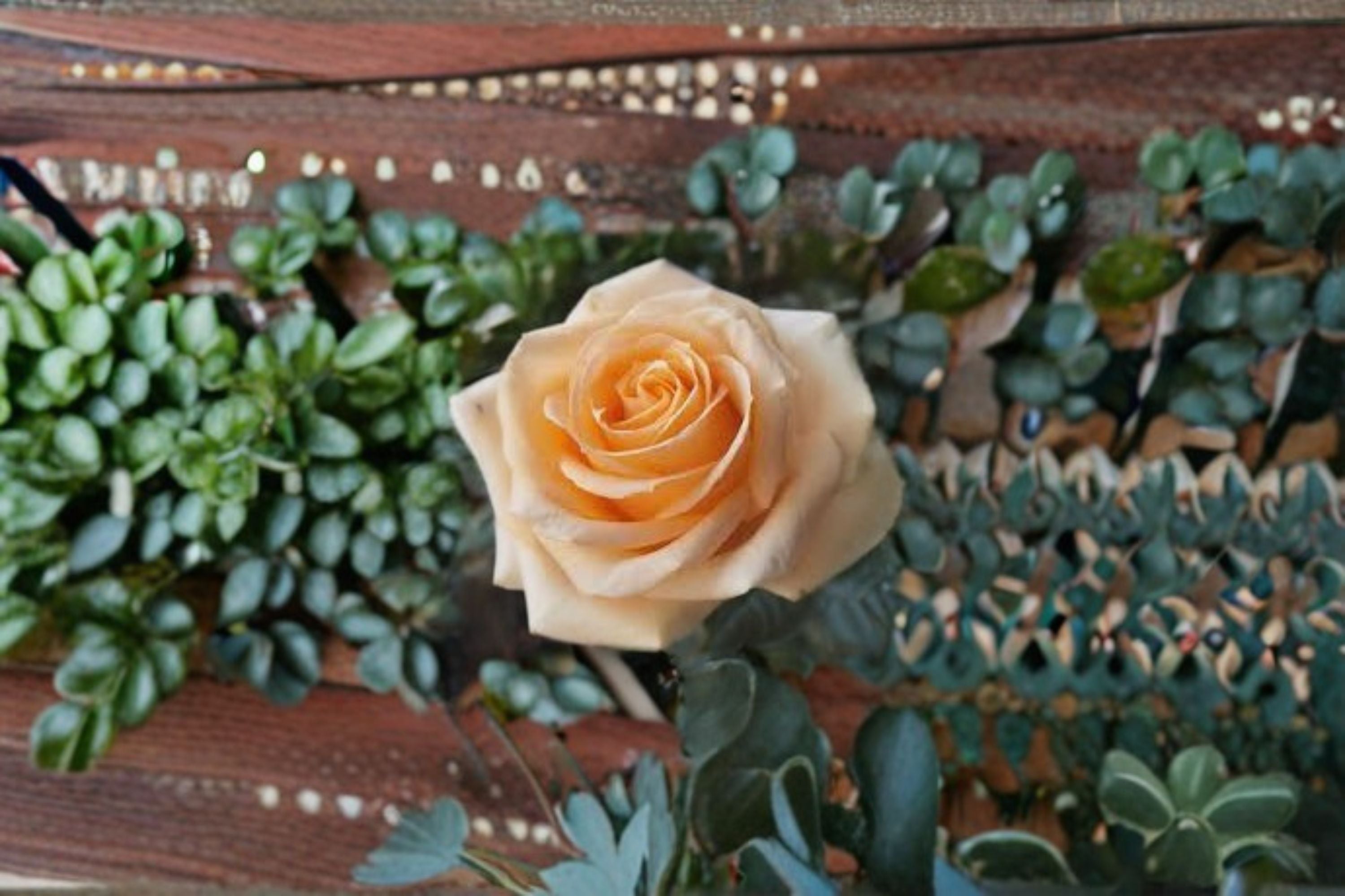 Peach Avalanche+ Rose Live Plant – Own Root Repeat Cut Rose