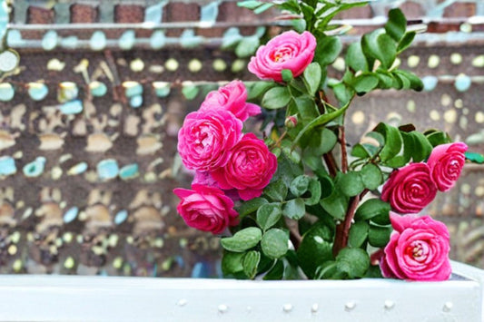 PowerPuff Pink Rose Live Plant – 1.5 Gal Pink Floribunda Rose