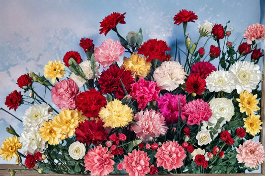 Grenadin Mix Carnation Live Plants – 4 Plugs – Dianthus caryophyllus