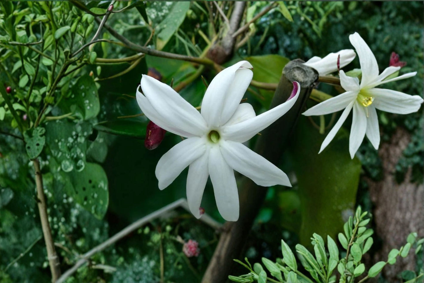 Angel Wing Star Jasmine Live Plant – 10–14" Tall – 4" Pot – Jasminum nitidum
