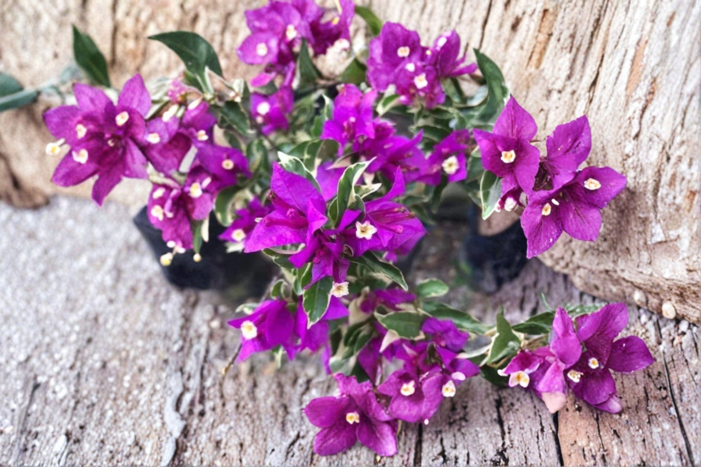 Blueberry Ice Bougainvillea Live Plants (2 Pack) – 4–7" Tall – Bougainvillea Hybrid