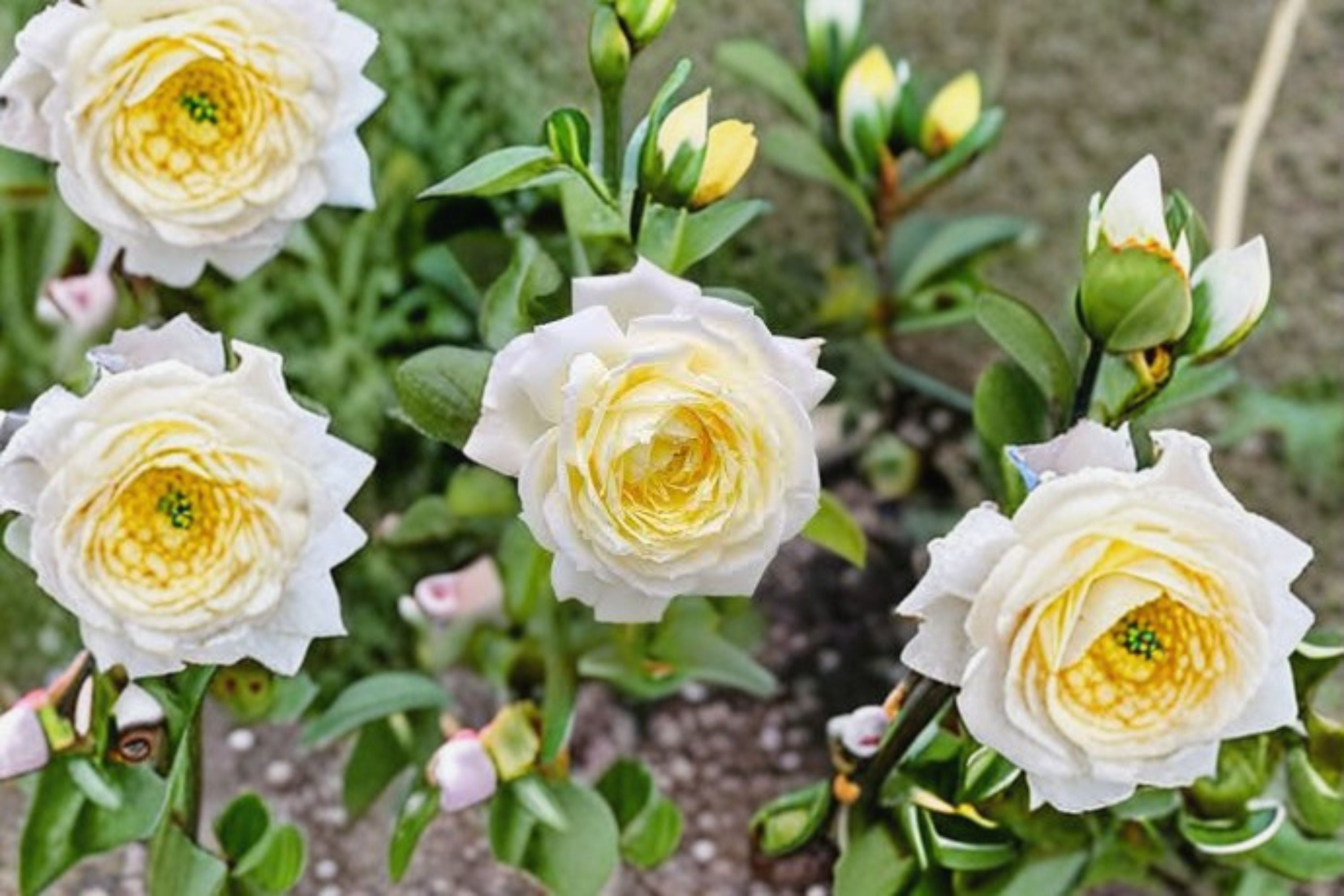 Amnesty International Rose Live Plant – Fragrant Repeat Cut Rose