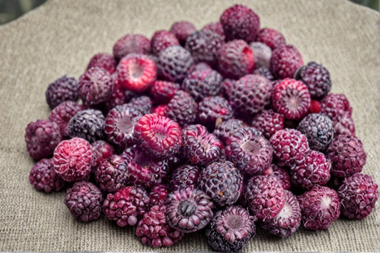 Glencoe Raspberry Live Plant – 4" Nursery Pot – Rubus – Ships Without Pot