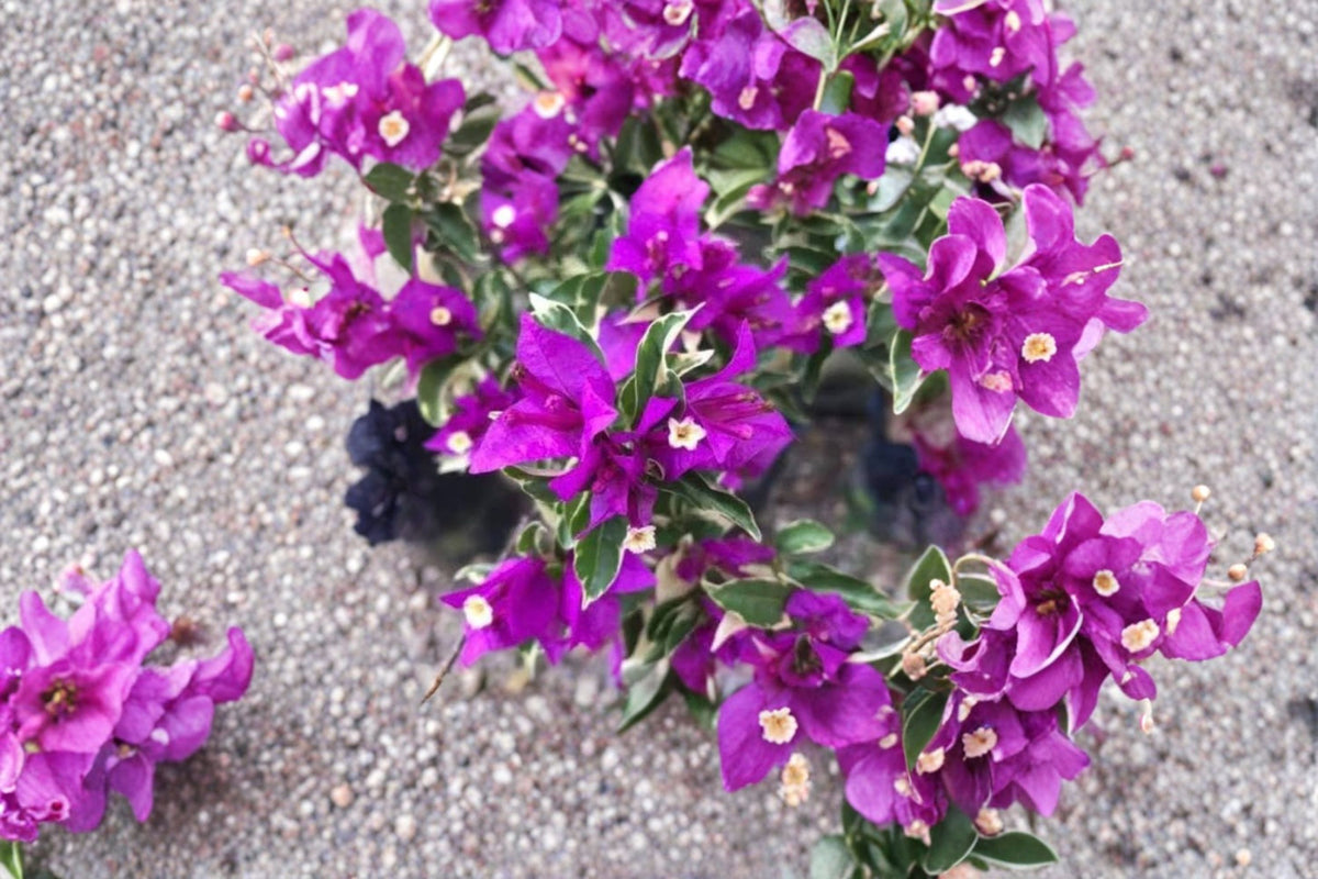 2 Blueberry Ice Bougainvillea Live Plants | Rooted Starter Plants | 4-6 Inch Plants | Flowering Vine | No Pot