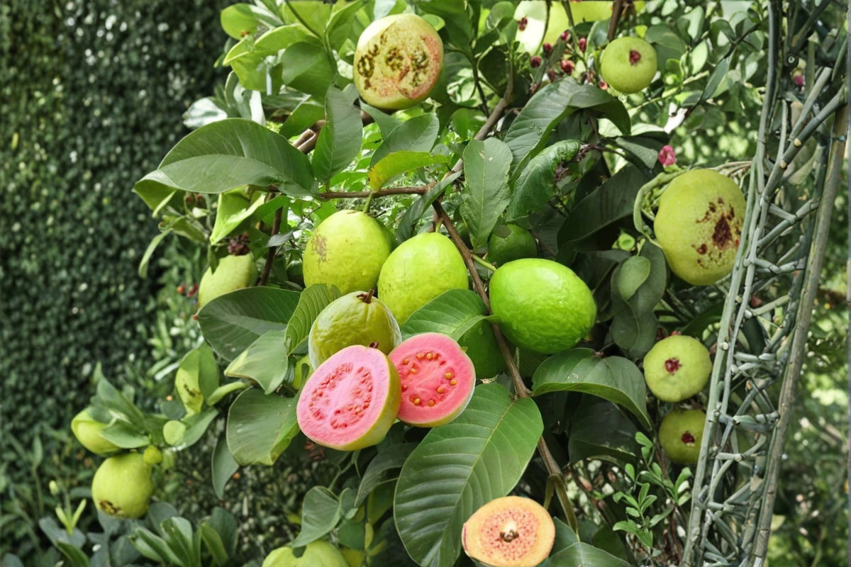 Pink Guava Tree Live Plant | Psidium guajava | Sweet Pink Guava Plant | 7-8 Inch Starter Tree
