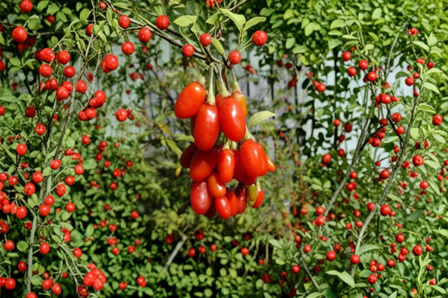 2 Live Goji Berry Plants – 4–6" Tall – No Pot – Lycium barbarum