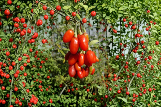 2 Live Goji Berry Plants – 4–6" Tall – No Pot – Lycium barbarum