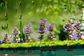 Common Sage 1 Plant – Salvia officinalis