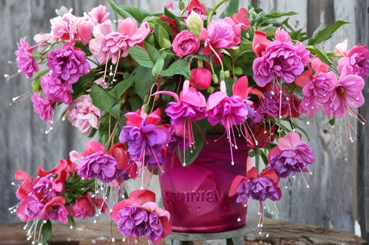 Blue Eye Fuchsia Live Plant | Fuchsia Hybrid | 3-6 Inch Plant in 5 Inch Pot | Elegant Flowering Plant | Long-Blooming Patio Plant