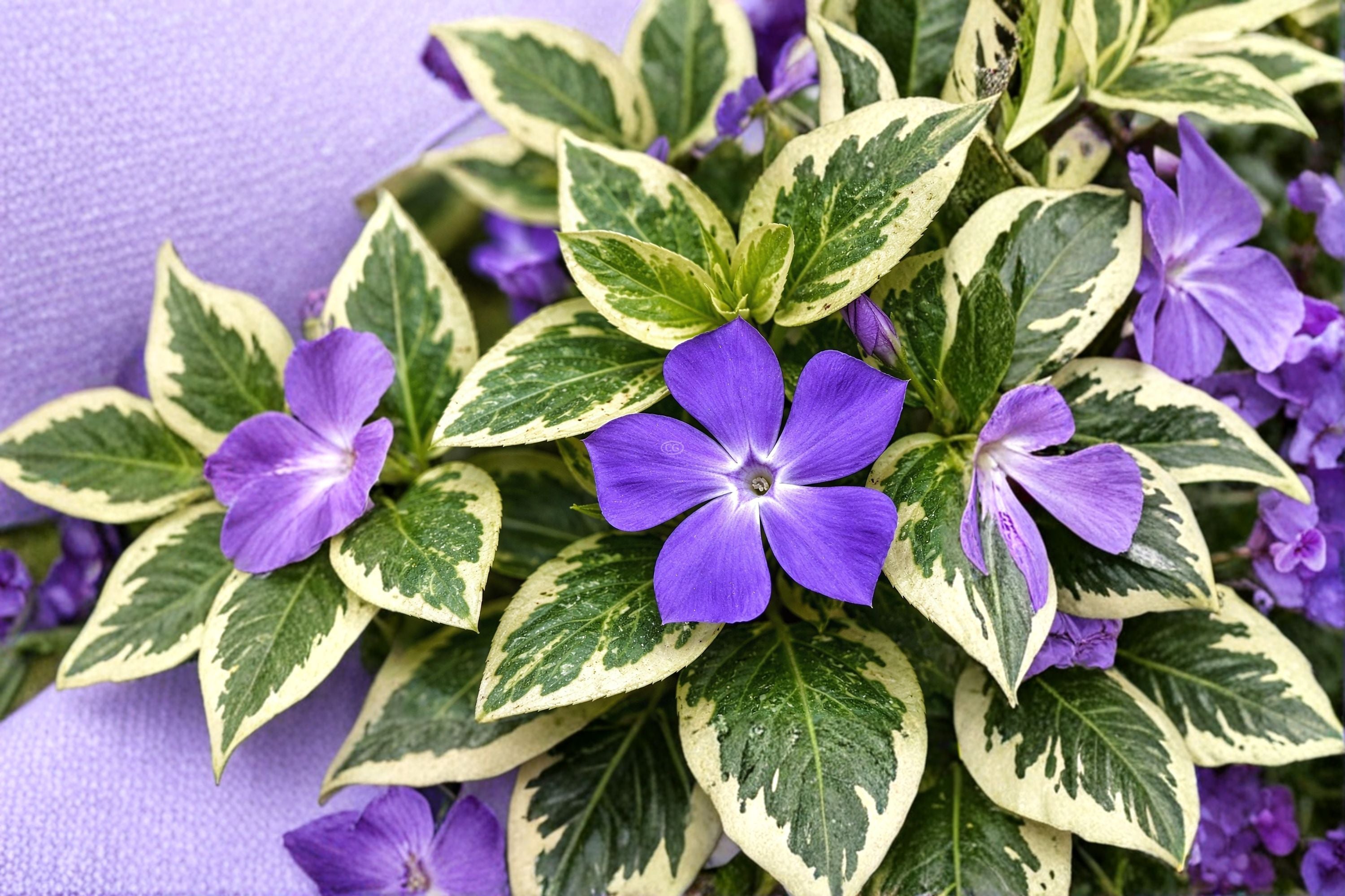 Variegated Vinca Major 1 Plant – Vinca major