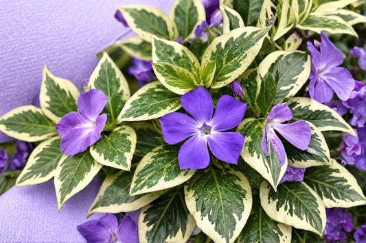 Variegated Vinca Major 1 Plant – Vinca major