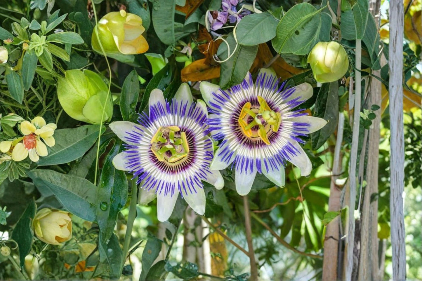 Blue Passion Flower Live Plant – 4–6" Tall – Rooted Starter – Passiflora caerulea