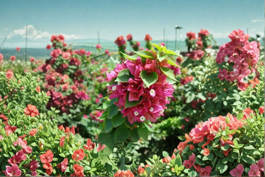 Bougainvillea ‘Pixie Pink’ 2 Live Starter Plugs – Bougainvillea