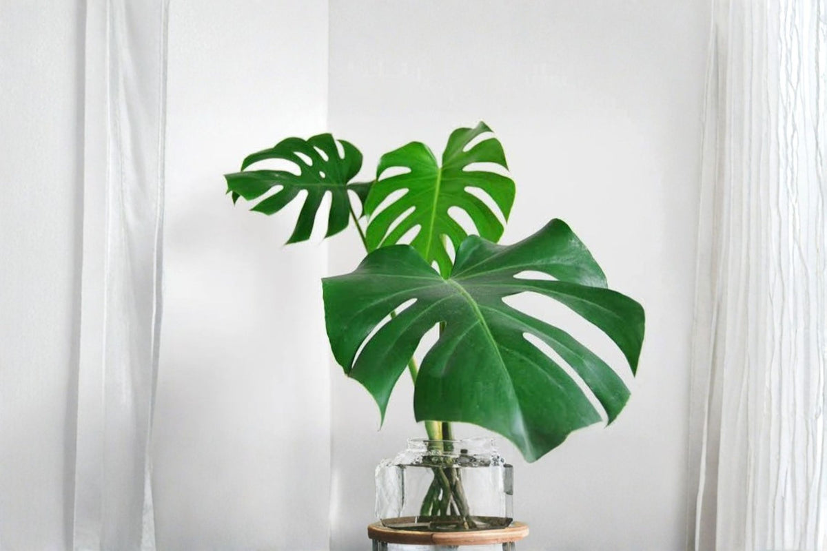 Monstera Deliciosa Live Cutting | Swiss Cheese Plant | Large Green Leaf Cutting | Tropical Climbing Houseplant | Monstera Propagation