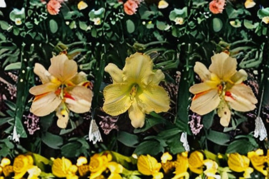 Kingston Harbor Daylily 3 Live Plants – Bright Yellow Ruffled Flowers
