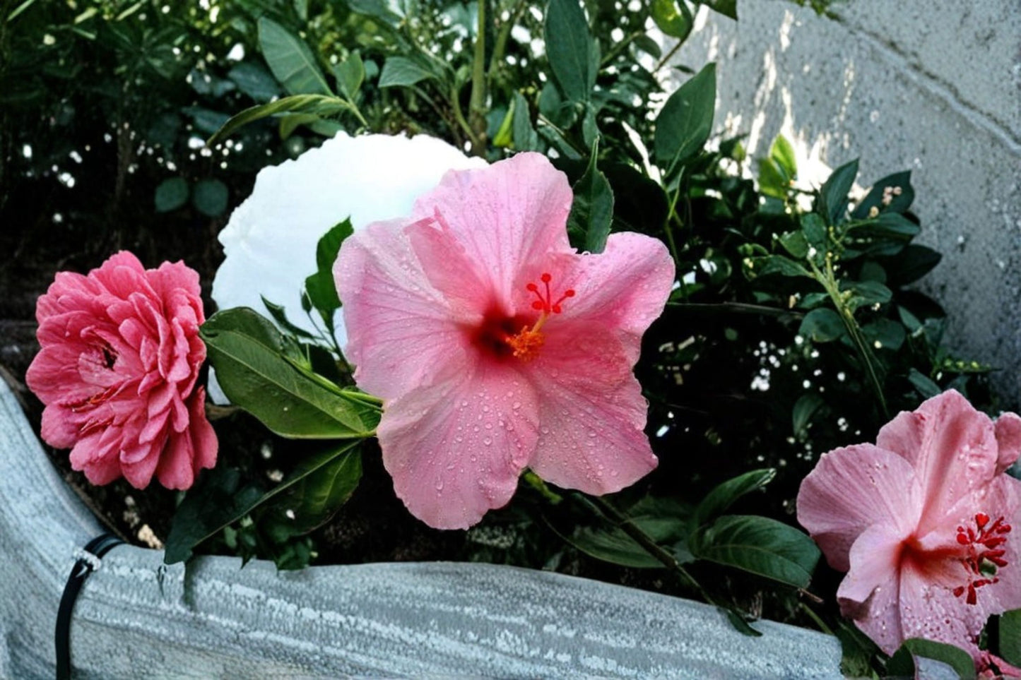2 Seminole Pink Hibiscus Live Starter Plants – 5" Tall – Tropical Flowering Hibiscus