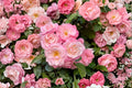 Sakuragasumi CL Climbing Rose Live Plant – Pink Repeat Blooming Japanese Rose