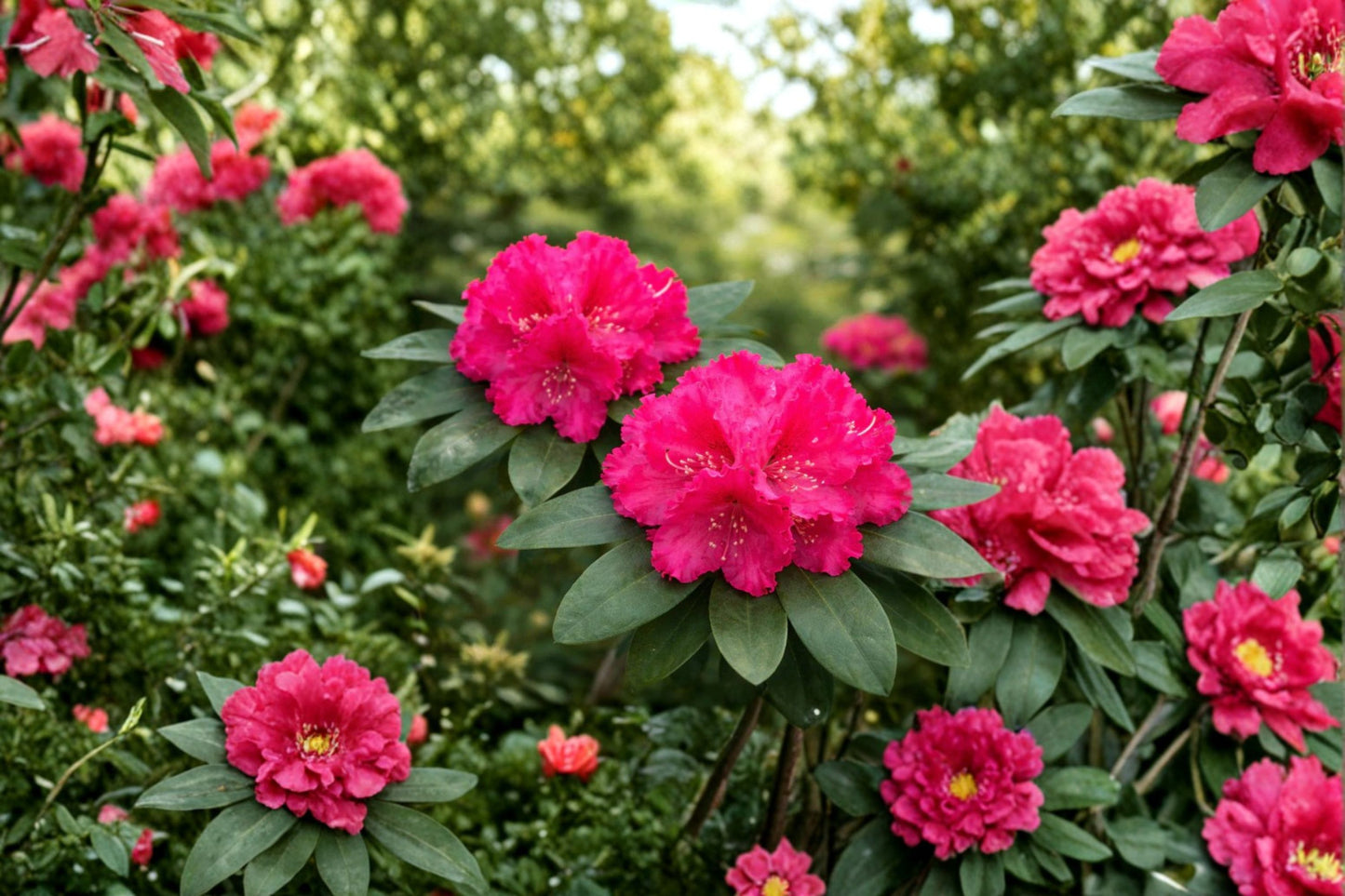 Holden Red Rhododendron Starter Live Plant (1 Plant) – Rhododendron Hybrid