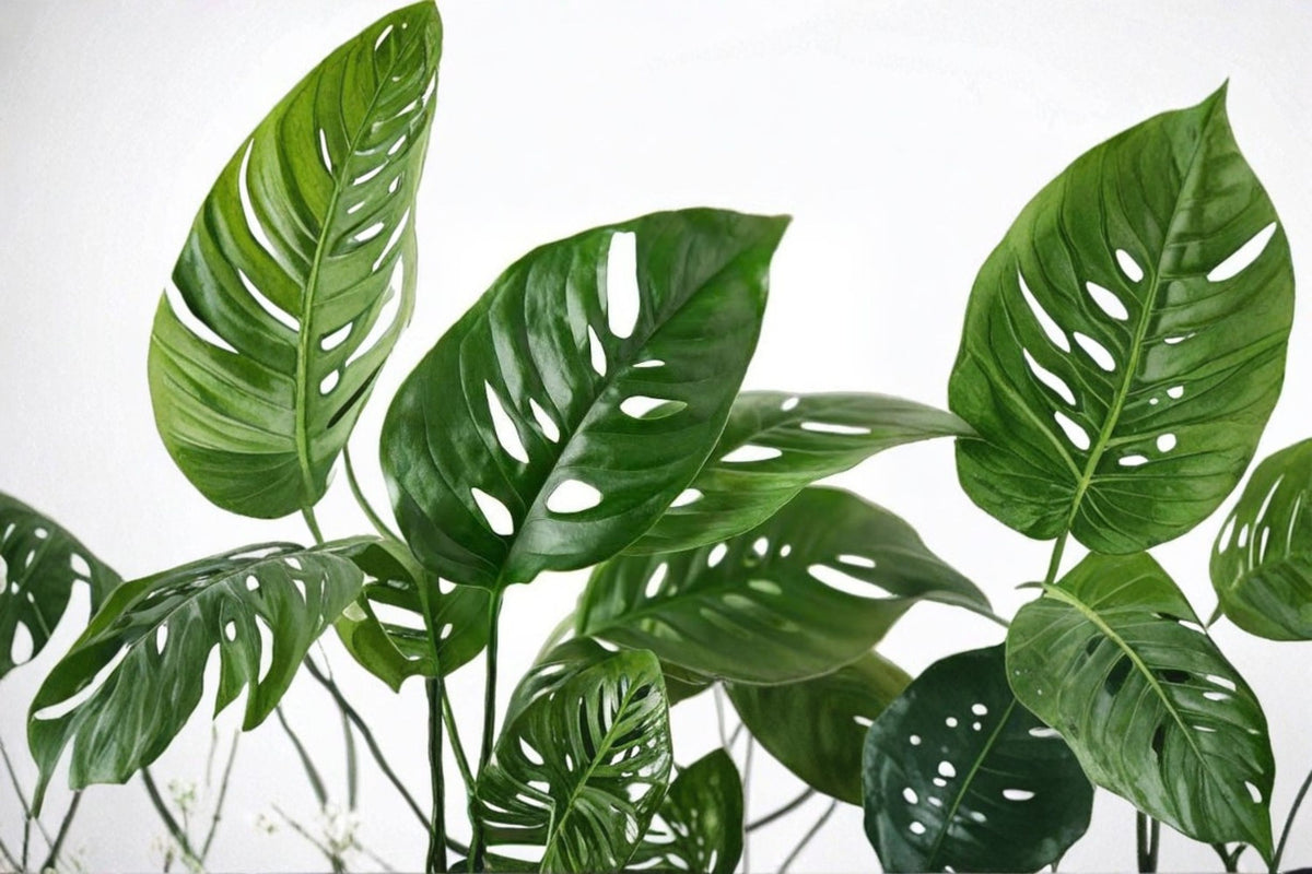 3 Monstera Adansonii Cuttings | Swiss Cheese Plant | Live Monstera Cuttings | Indoor Tropical Houseplant | Plant Propagation | Aroid
