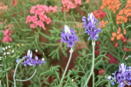 Fernleaf Lavender 1 Plant – Lavandula pinnata