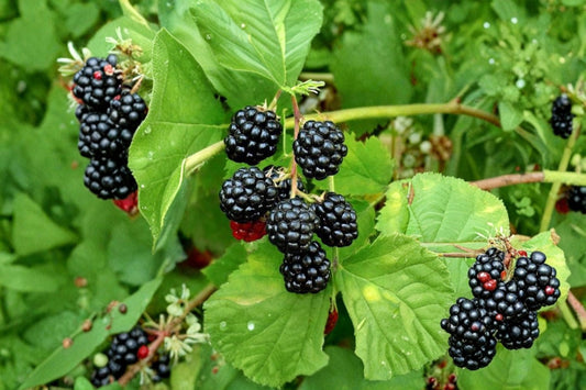 Sweetie Pie Blackberry 2 Live Plants – 4–6" Tall – No Pot – Rubus